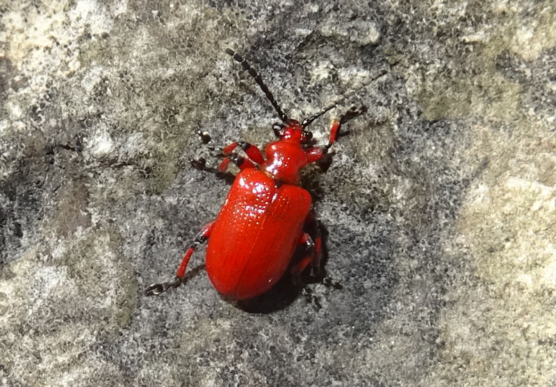 Chrysomelidae: Lilioceris merdigera